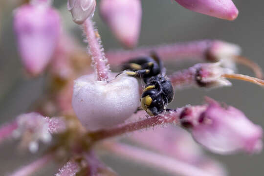 Image of Basal Masked Bee