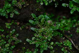 Selaginella devolii H. M. Chang, P. F. Lu & W. L. Chiou resmi