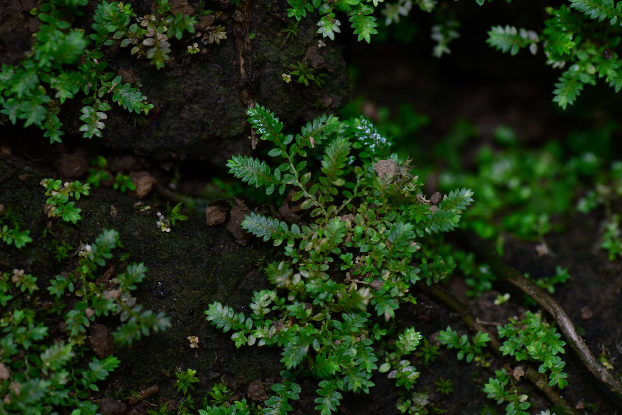 Selaginella devolii H. M. Chang, P. F. Lu & W. L. Chiou resmi