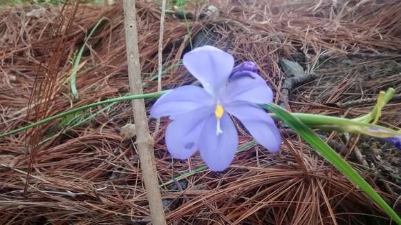 Image of Tigridia fosteri Goldblatt