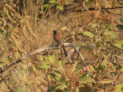 Image of Black-chested Sparrow