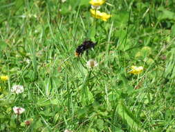 Image of Bombus rupestris (Fabricius 1793)