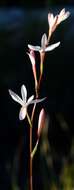 Image of Hesperantha cedarmontana Goldblatt