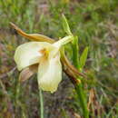 Plancia ëd Eulophia macowanii Rolfe