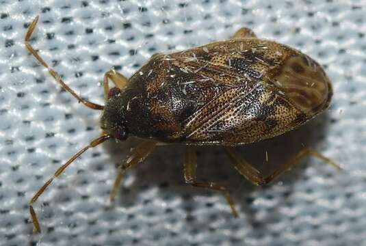 Image of Stygnocoris mandibularis Montandon & A. L. 1889