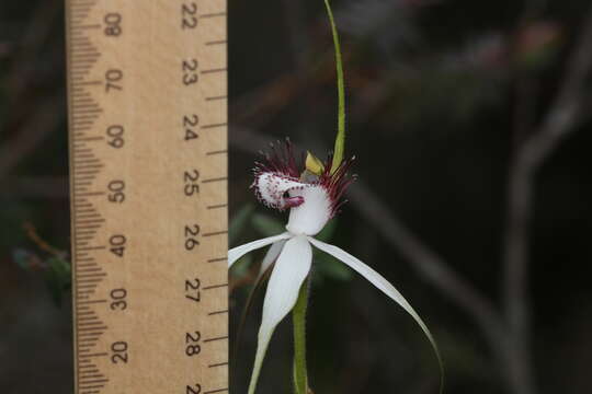 Image of Darling Scarp white spider orchid