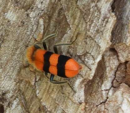 Image of Trichodes bibalteatus Le Conte 1858