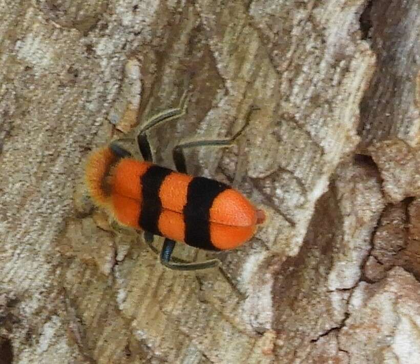 Image of Trichodes bibalteatus Le Conte 1858