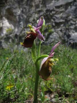 Image of Ophrys fuciflora subsp. apulica O. Danesch & E. Danesch