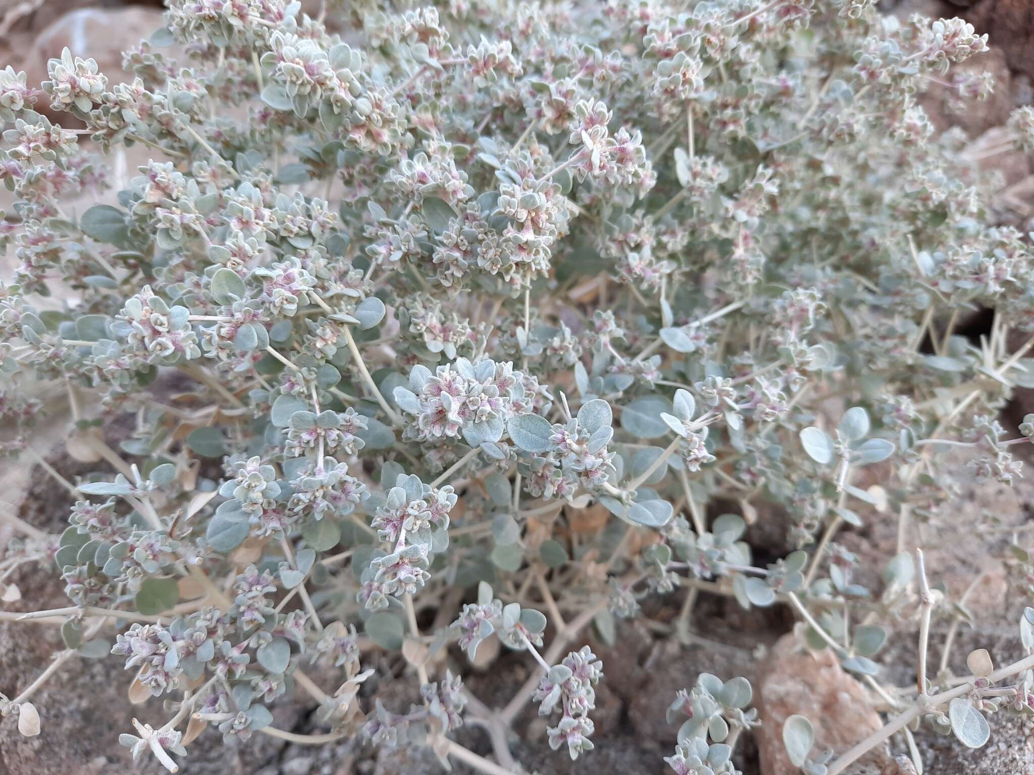 Imagem de Tidestromia suffruticosa var. oblongifolia (S. Wats.) Sánchez del Pino & Flores Olvera