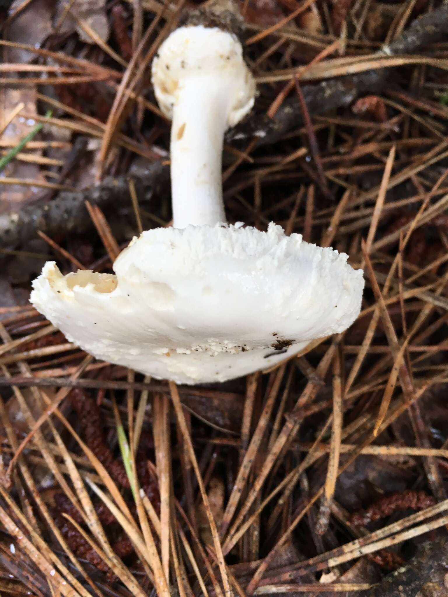 Plancia ëd Amanita subsolitaria (Murrill) Murrill 1941