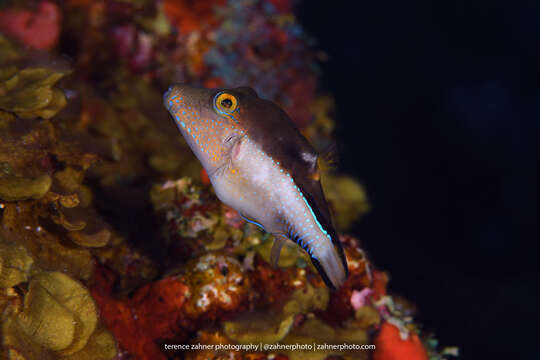 Image of Caribbean Sharpnose-puffer