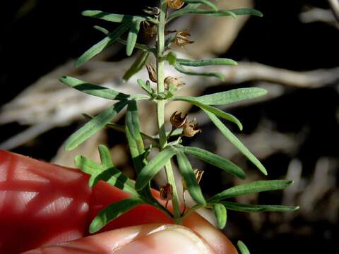 Image de Teucrium trifidum Retz.