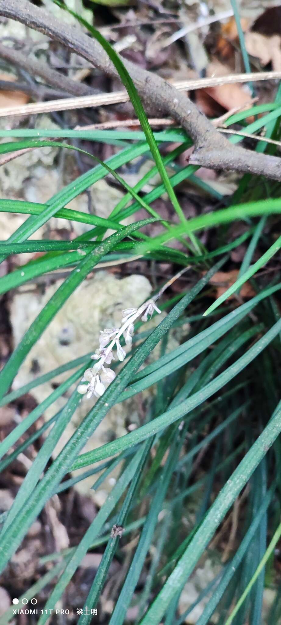 Слика од Liriope graminifolia (L.) Baker