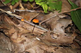 Image of Marasmius fulvoferrugineus Gilliam 1976