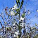 Chloraea galeata Lindl. resmi