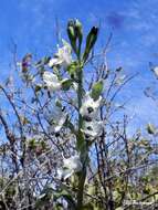 Image of Chloraea galeata Lindl.