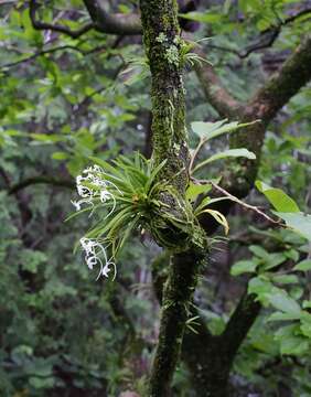 Image de Vanda falcata (Thunb.) Beer