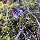 Image of Veronica missurica subsp. major (Hook.) M. M. Mart. Ort. & Albach