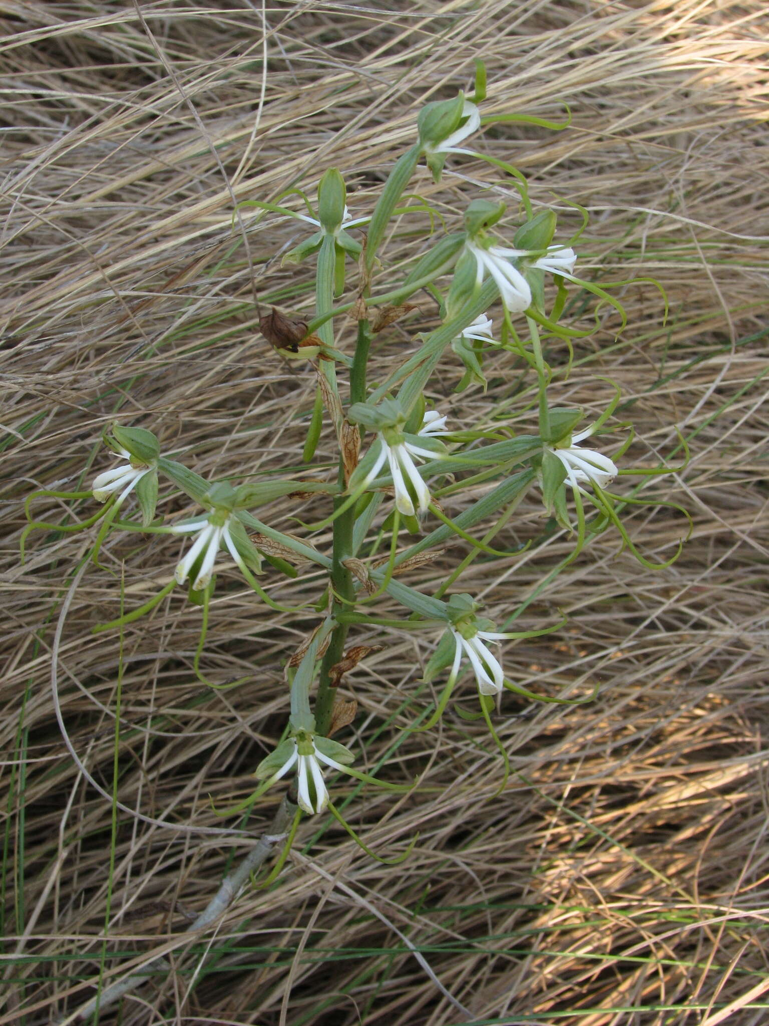 Bonatea porrecta (Bolus) Summerh. resmi