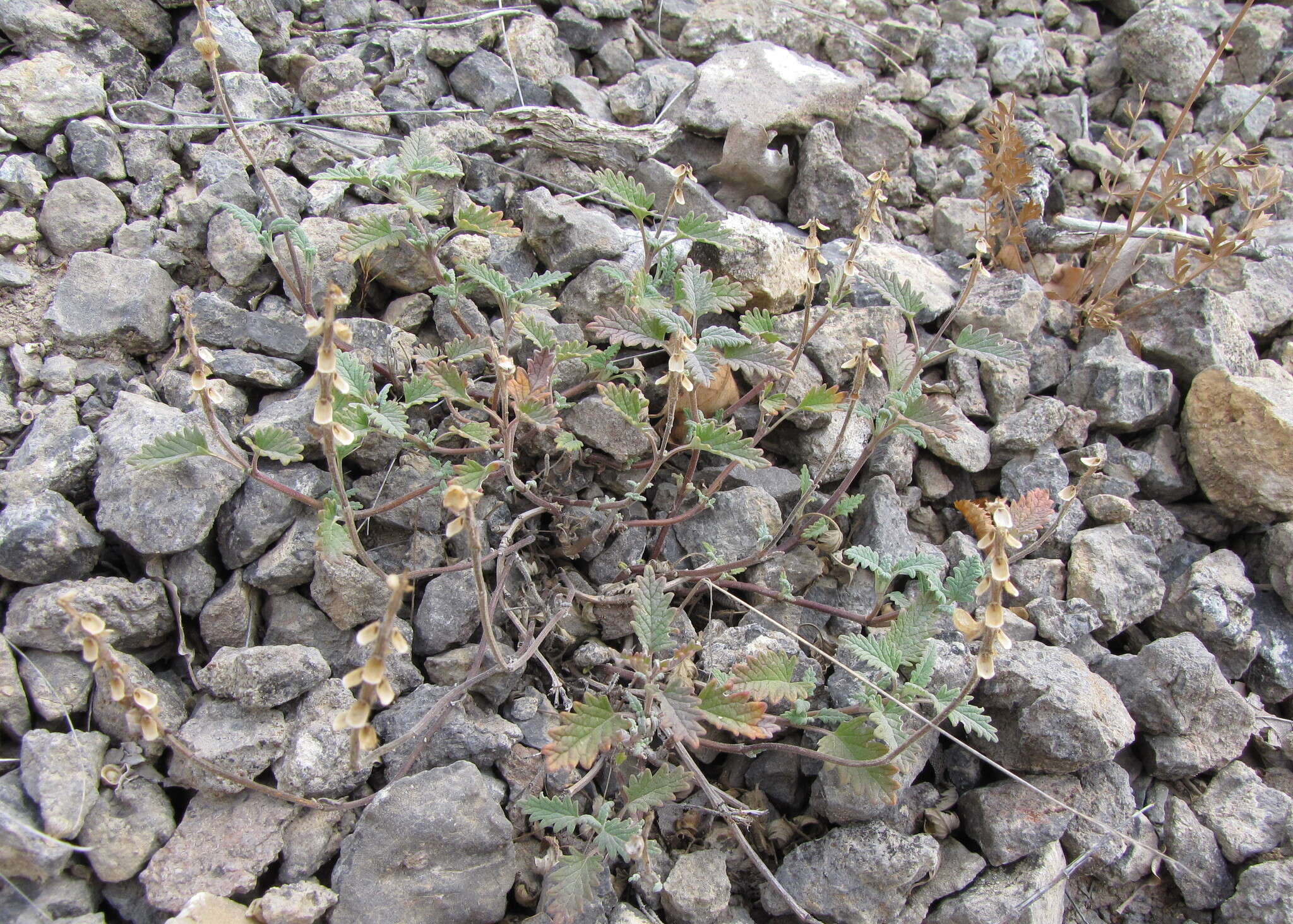 Image of Scutellaria orientalis L.