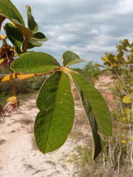 Image of Vitex waterlotii Danguy