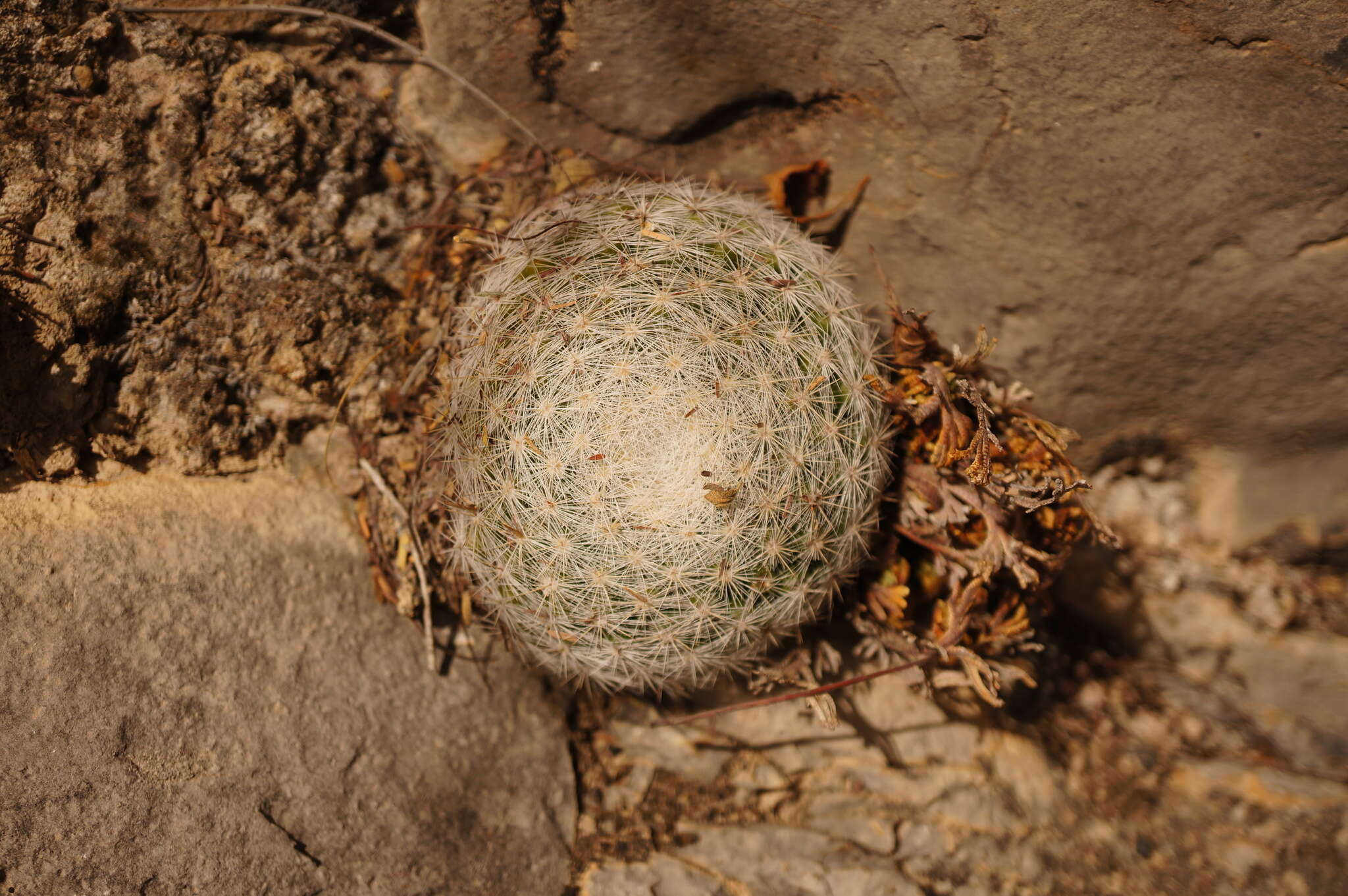 Image of Mammillaria candida Scheidw.