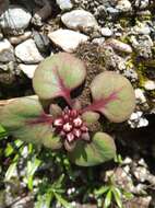 Image of Rhodiola prainii