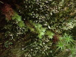 Image of Lescur's bartramiopsis moss