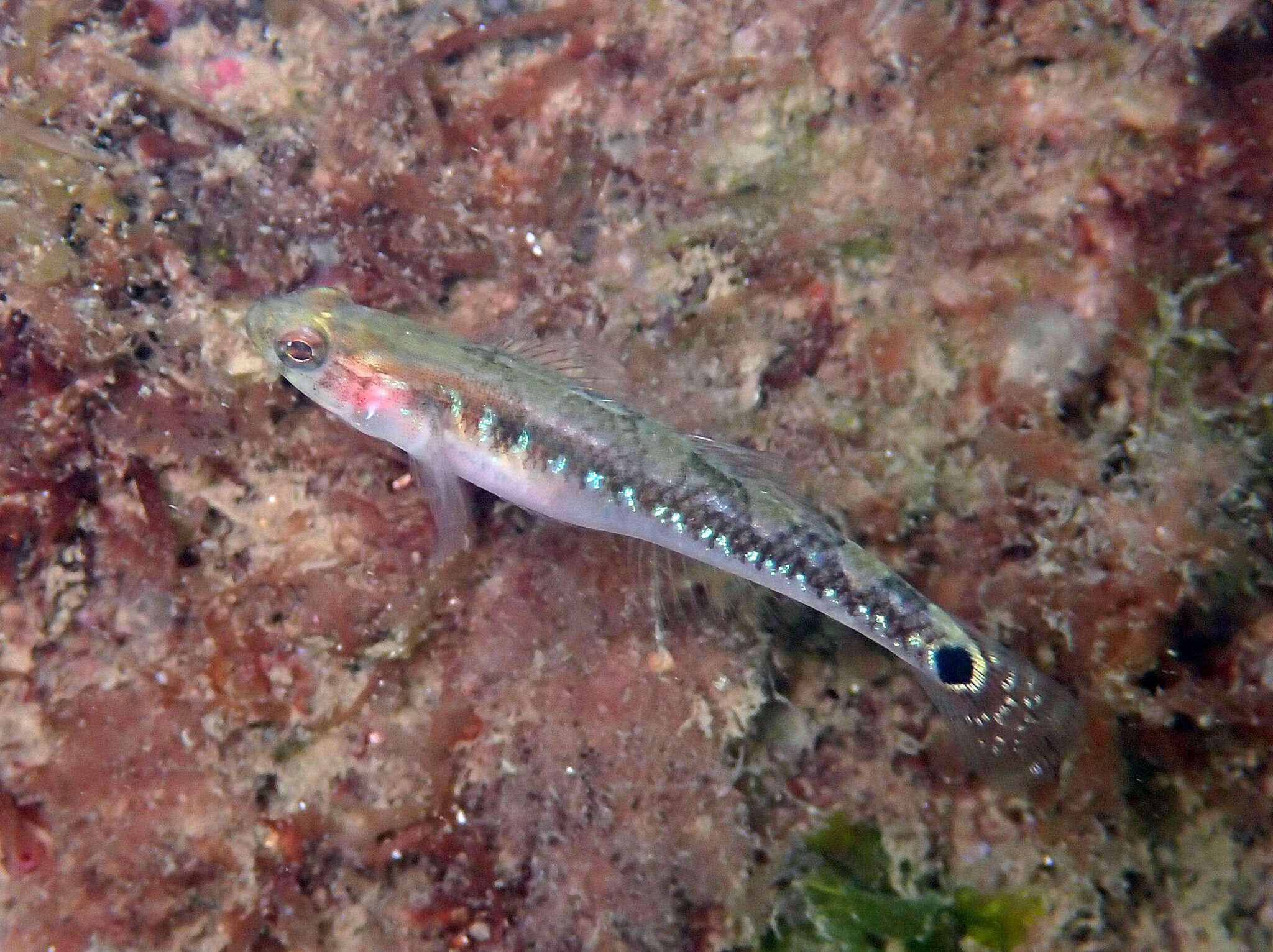 Image of Spotted goby