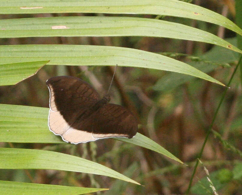 Tanaecia lepidea cognata resmi