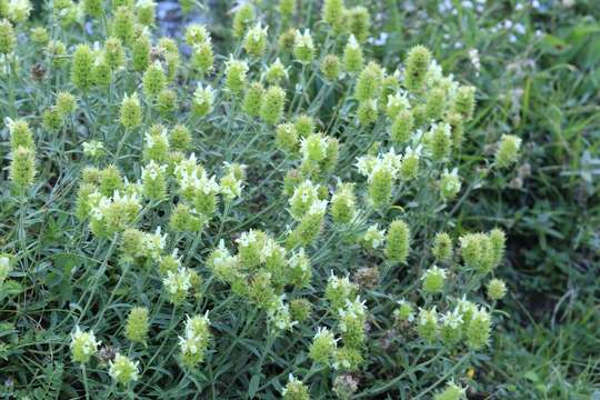 Image de Sideritis hyssopifolia L.