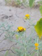 Plancia ëd Picradeniopsis oppositifolia (Nutt.) Rydb.