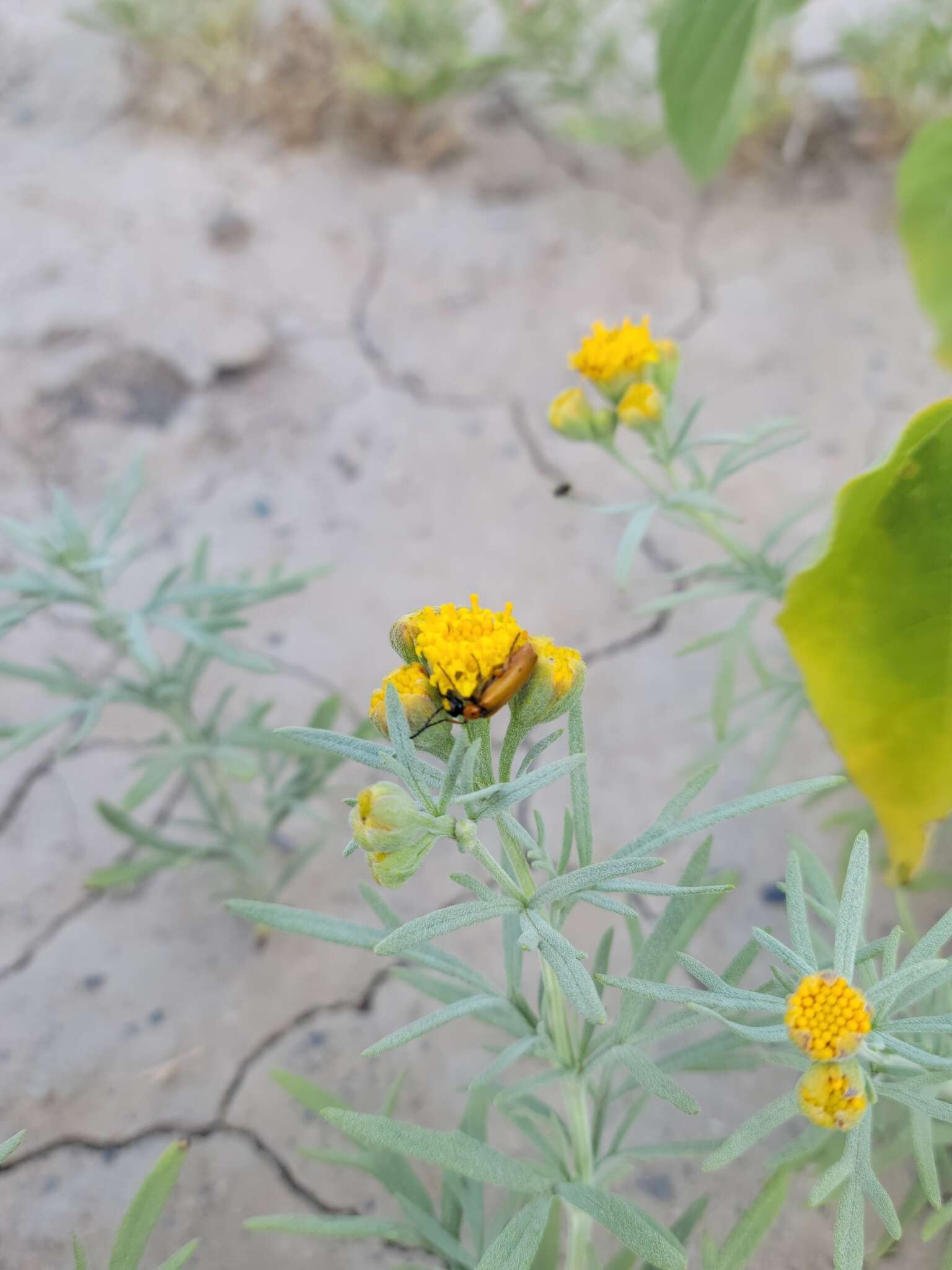 Plancia ëd Picradeniopsis oppositifolia (Nutt.) Rydb.