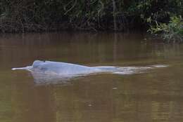 Image of Bolivian river dolphin