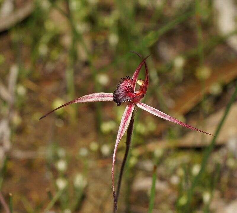 Image of Dainty spider orchid