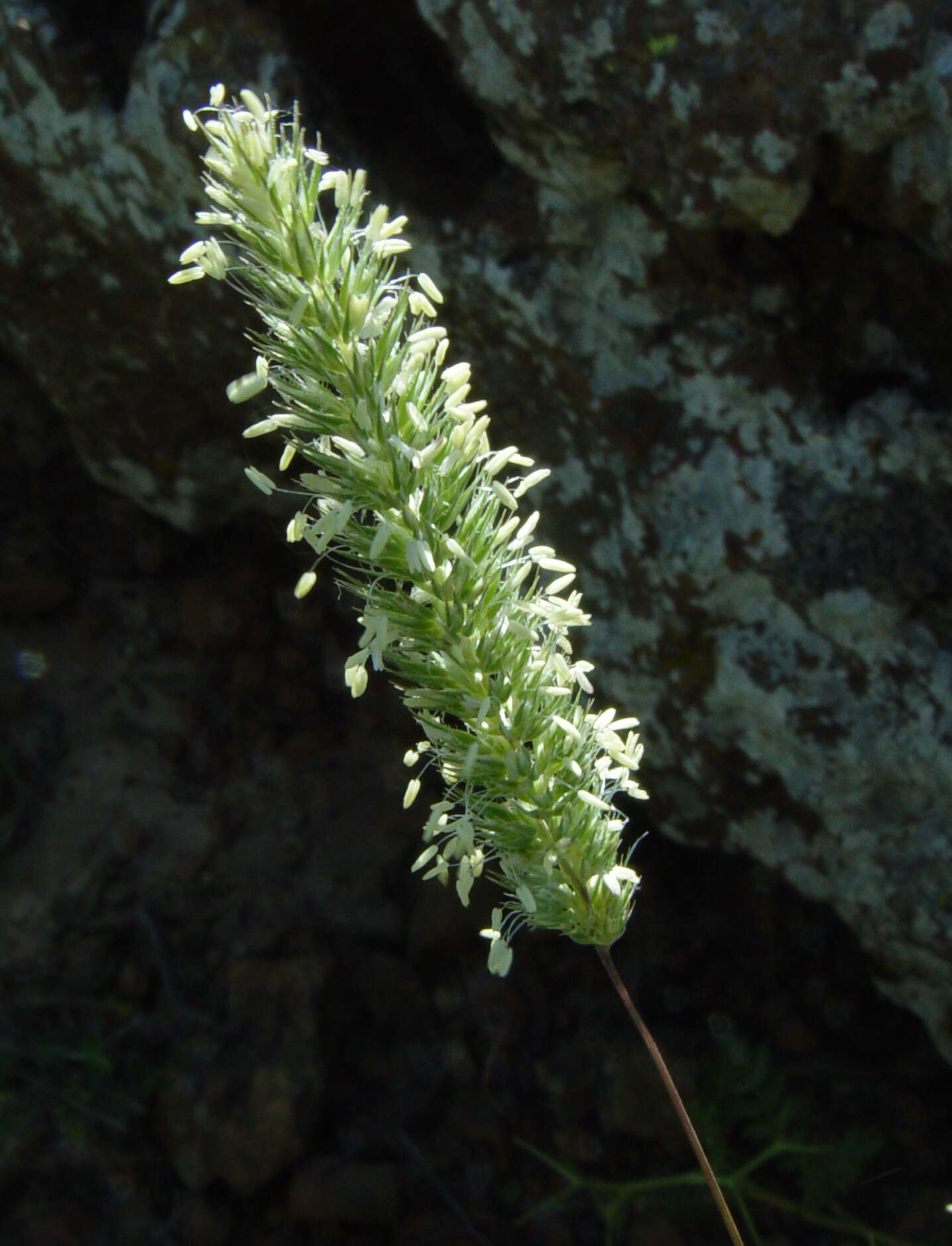 Sivun Phleum montanum K. Koch kuva