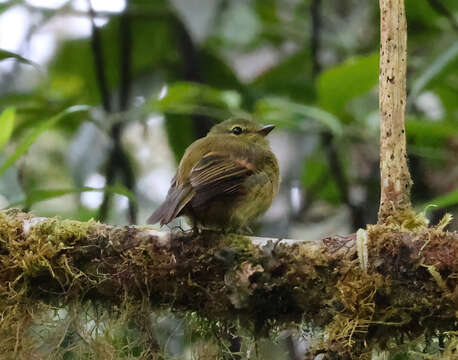 Image of Flavescent Flycatcher