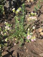 Image of shortlobe phacelia