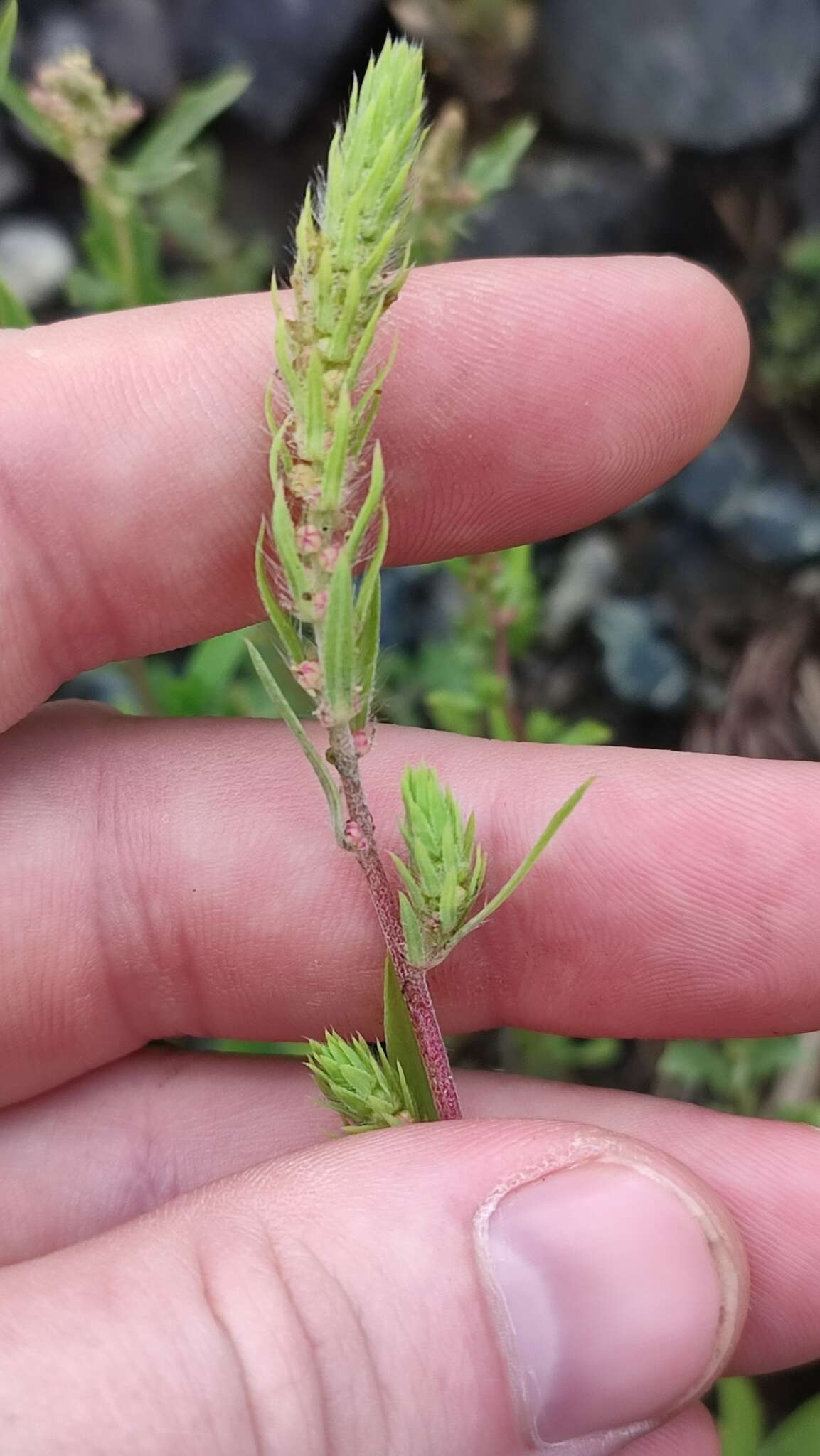 Image de Bassia scoparia subsp. densiflora (Turcz. ex Aellen) S. Cirujano & M. Velayos