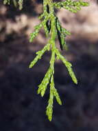 Imagem de Juniperus occidentalis Hook.