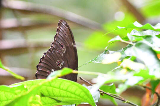 Imagem de Morpho menelaus Linnaeus 1758