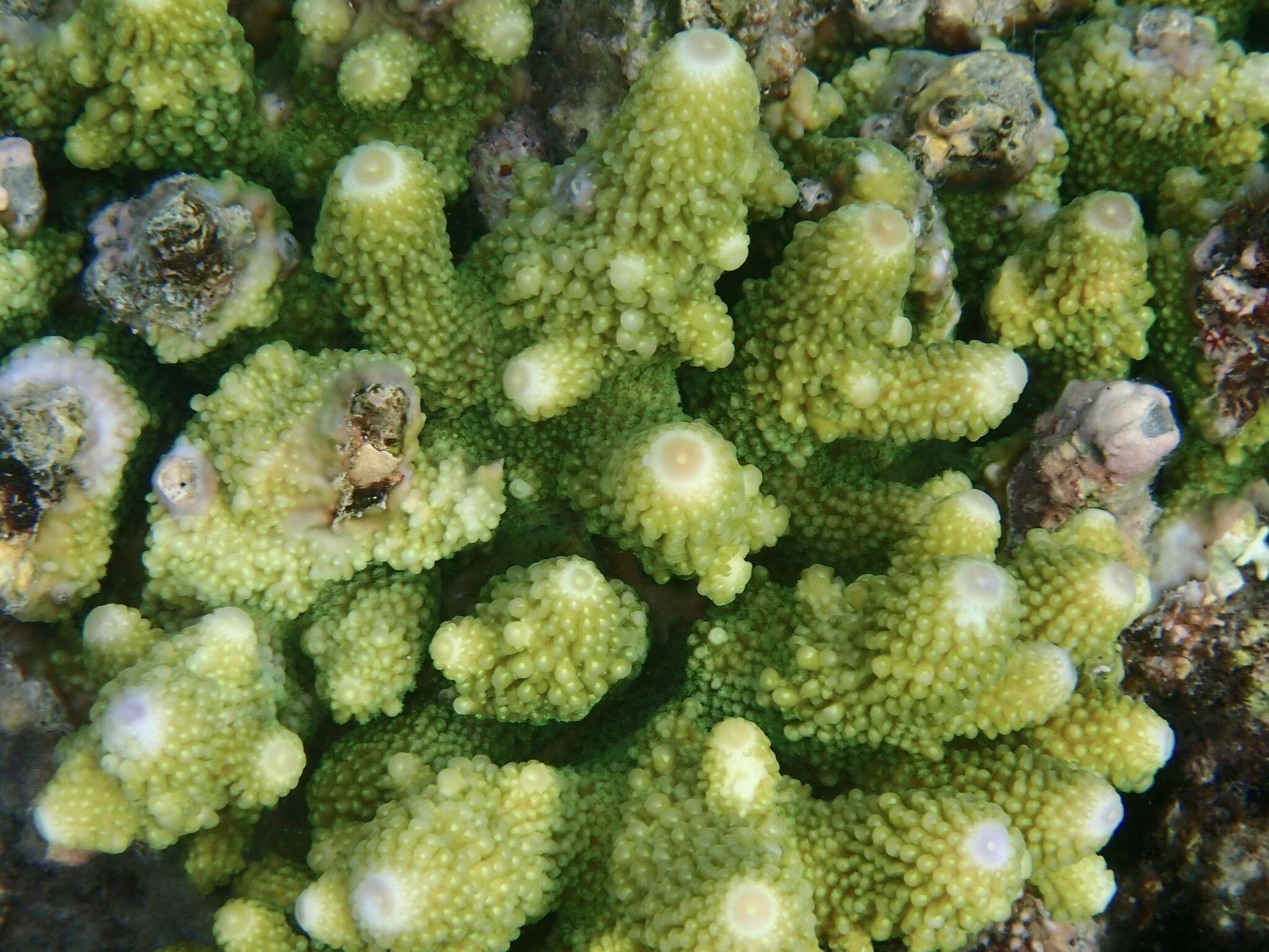 Image of Finger Coral