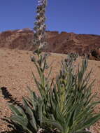 Слика од Echium auberianum Webb & Berth.