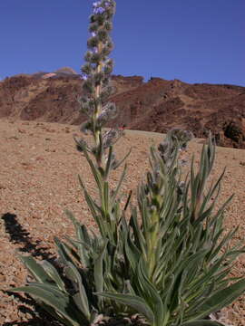 Echium auberianum Webb & Berth. resmi