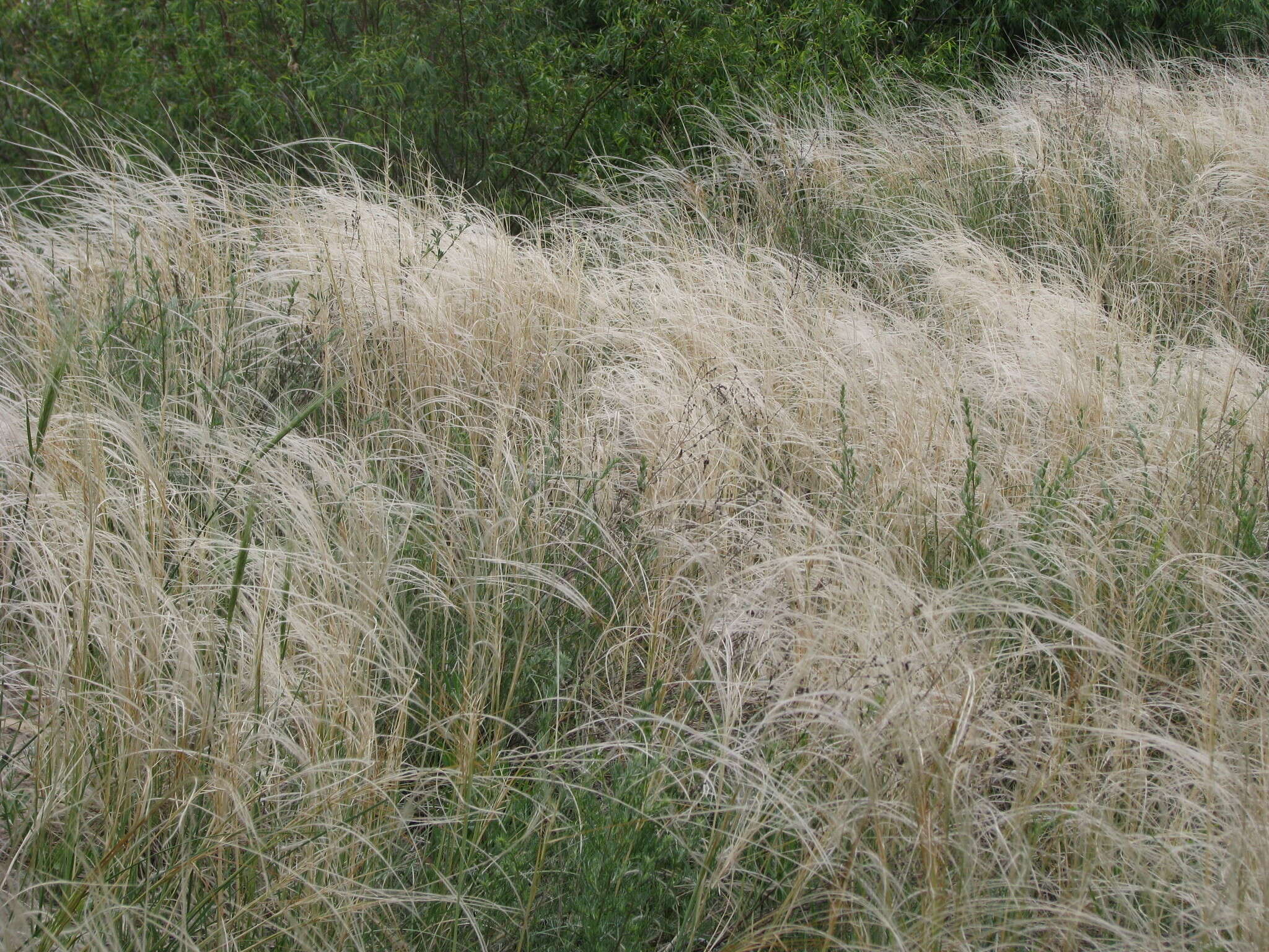 Image of Stipa pennata subsp. sabulosa (Pacz.) Tzvelev