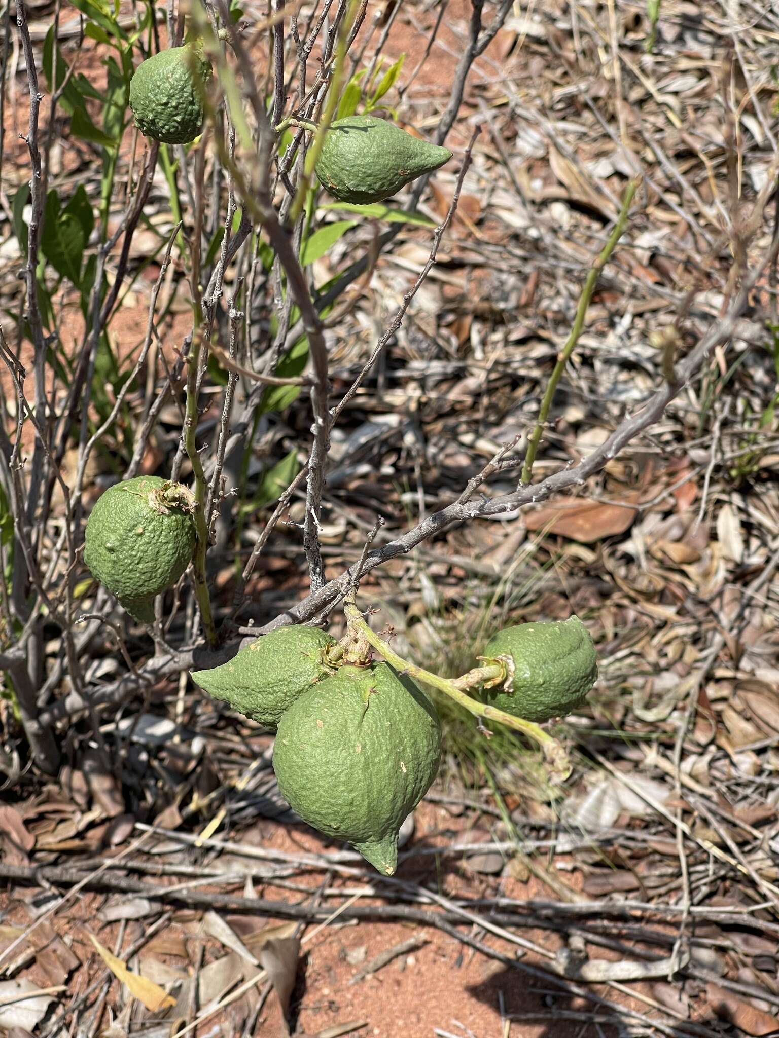 Image of Salacia rehmannii Schinz