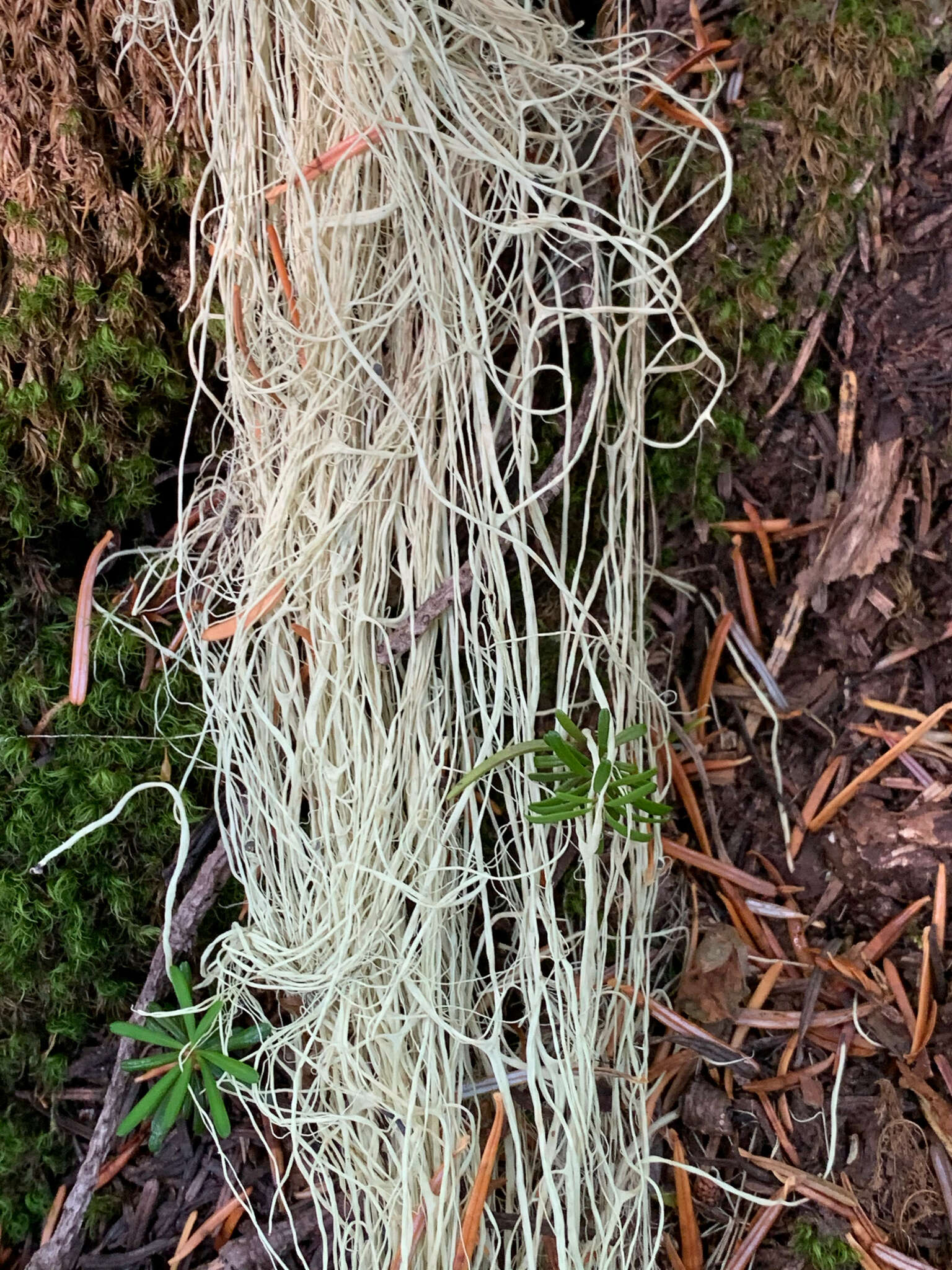 Image of witch's hair lichen