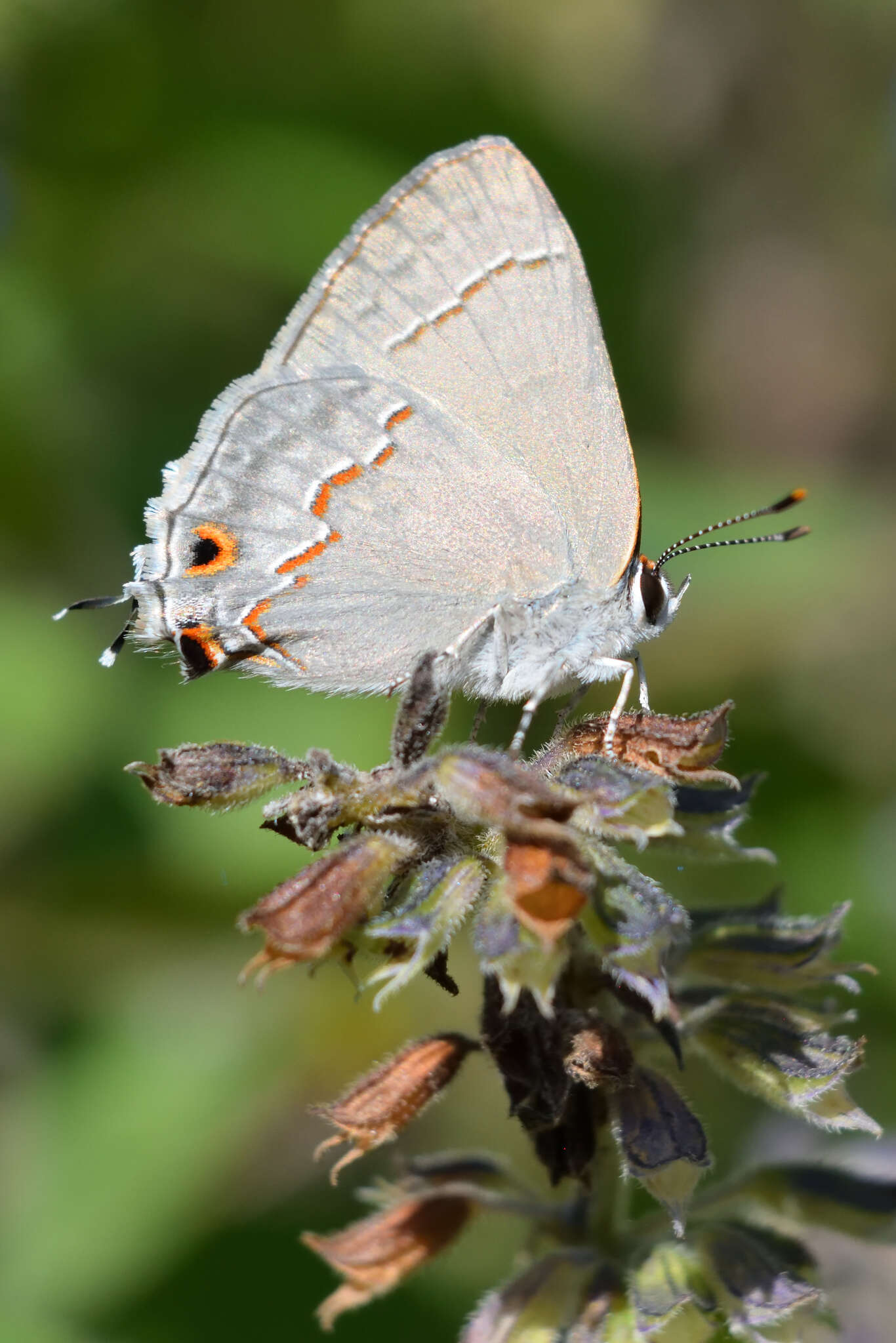 Image of Red-lined Scrub-Hairstreak