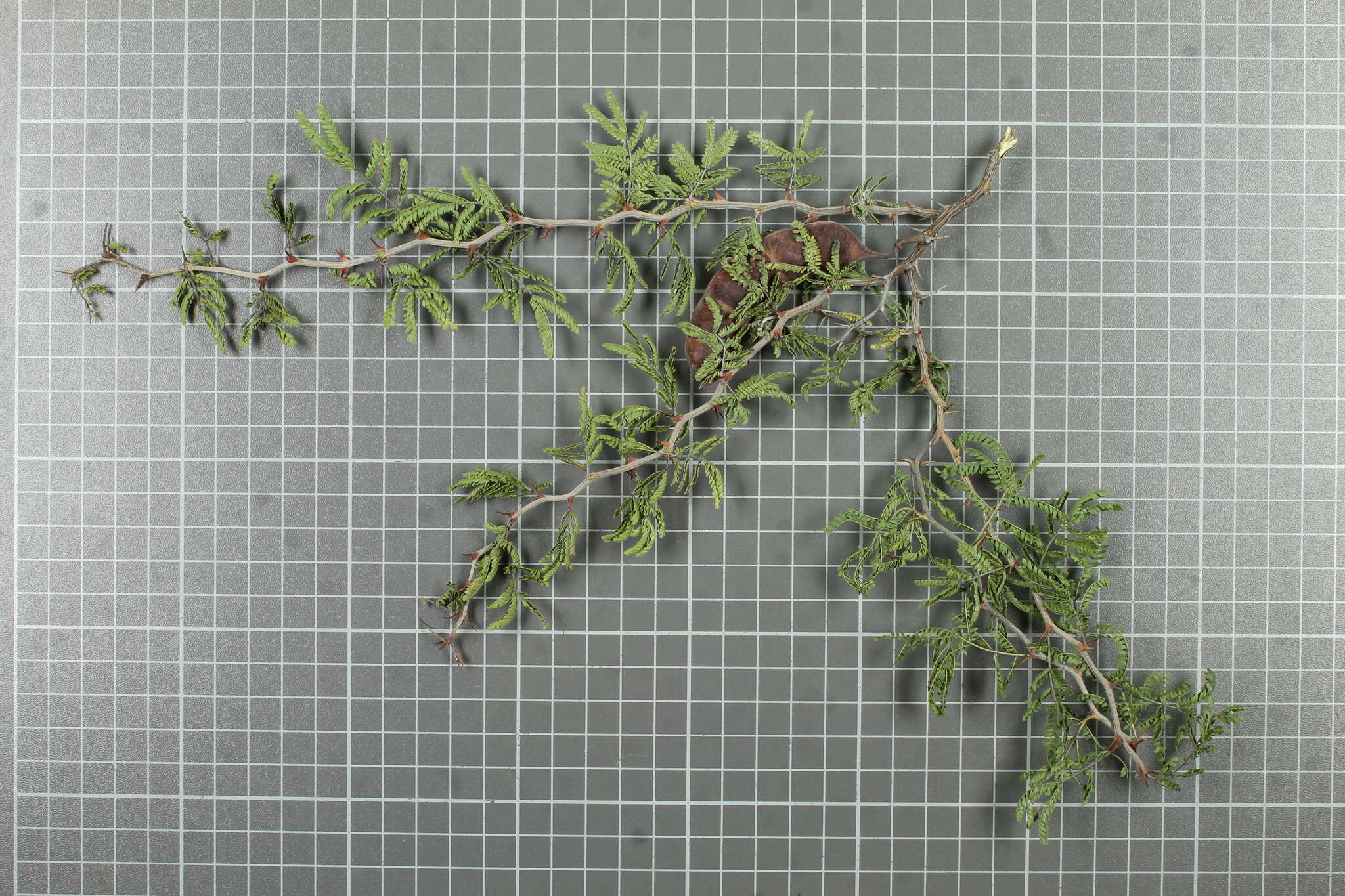 Imagem de Painteria elachistophylla (S. Watson) Britton & Rose